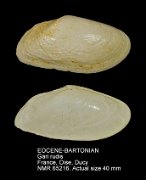 EOCENE-BARTONIAN Gari rudis (2)